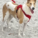 Entry image for Laddie 