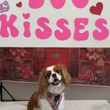 Entry image for Rosie 