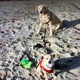 Entry image for Charlie and Walter