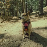 Entry image for Cheyenne