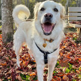 Entry image for Lacey