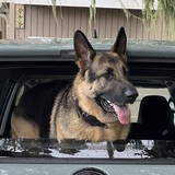 Entry image for Opie