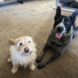 Entry image for Honey and Preston