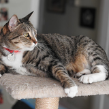 Entry image for KittyCat