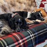 Entry image for Poppy and Rosie