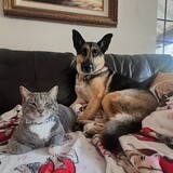 Entry image for Milo (cat) and Kona (dog)