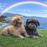 Entry image for Penny and Pepper