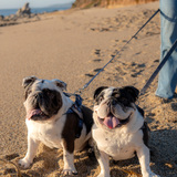 Entry image for Bruce (Left) and George (Right)