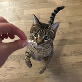 Entry image for Nacho