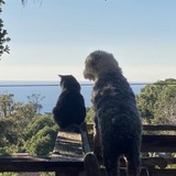 Entry image for Figgy and Winston