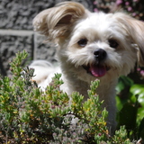 Entry image for Bella