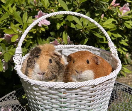 Entry image for Daisy and Delilah. Clicking this image will show a larger photo