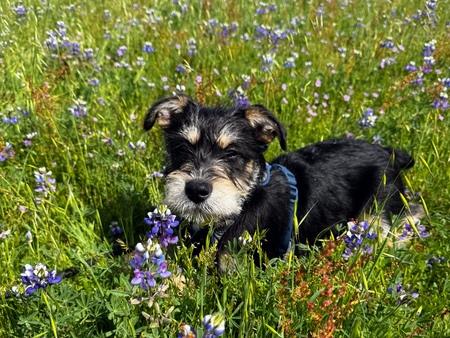 Entry image for Enzo. Clicking this image will show a larger photo