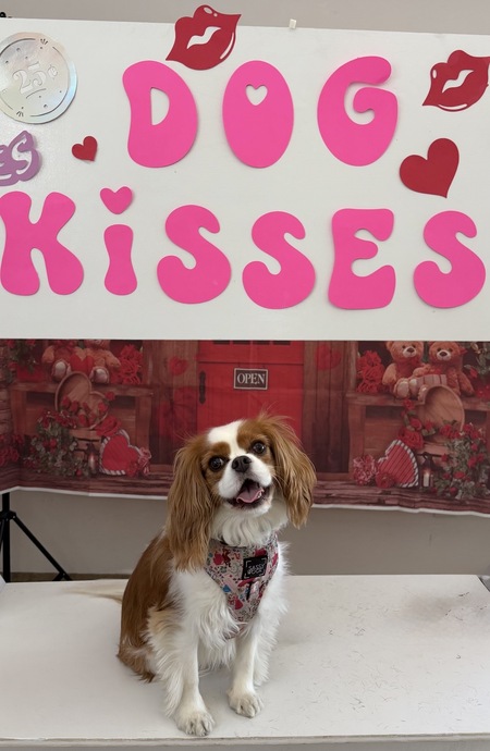 Entry image for Rosie . Clicking this image will show a larger photo