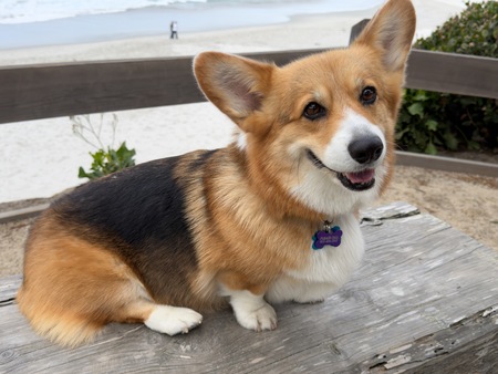 Entry image for Marley Wilcox. Clicking this image will show a larger photo