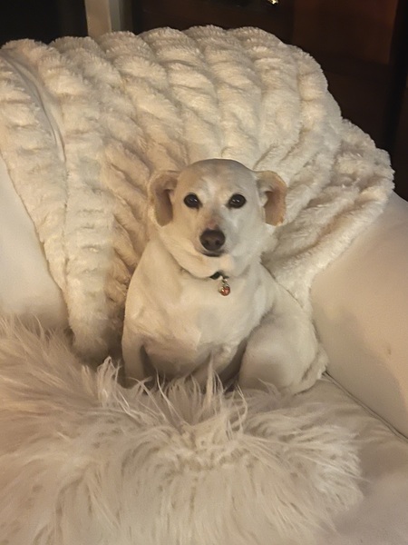 Entry image for Lil Momma. Clicking this image will show a larger photo