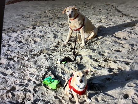 Entry image for Charlie and Walter. Clicking this image will show a larger photo
