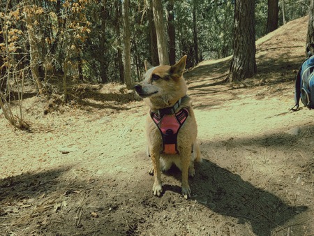 Entry image for Cheyenne. Clicking this image will show a larger photo