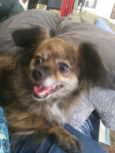 Entry image for Biscuit. Clicking this image will show a larger photo