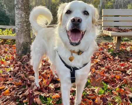 Entry image for Lacey. Clicking this image will show a larger photo