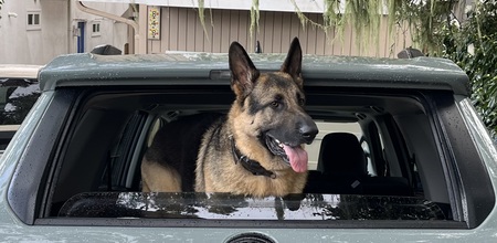 Entry image for Opie. Clicking this image will show a larger photo