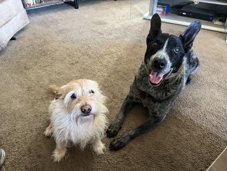Entry image for Honey and Preston. Clicking this image will show a larger photo