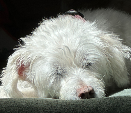 Entry image for Rosey. Clicking this image will show a larger photo