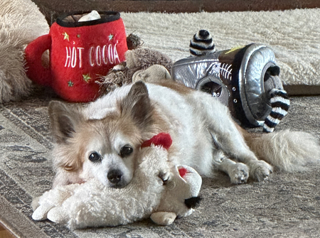 Entry image for Stanley. Clicking this image will show a larger photo