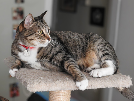 Entry image for KittyCat. Clicking this image will show a larger photo