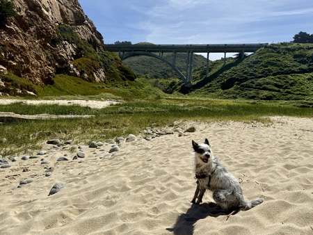 Entry image for Darlin’. Clicking this image will show a larger photo