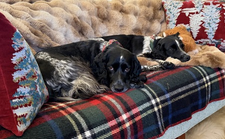 Entry image for Poppy and Rosie. Clicking this image will show a larger photo