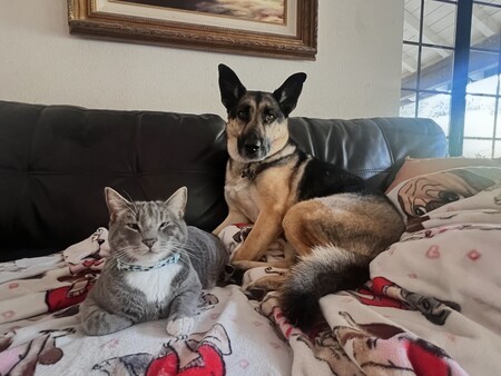 Entry image for Milo (cat) and Kona (dog). Clicking this image will show a larger photo