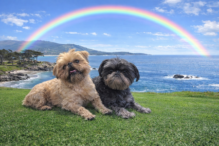 Entry image for Penny and Pepper. Clicking this image will show a larger photo