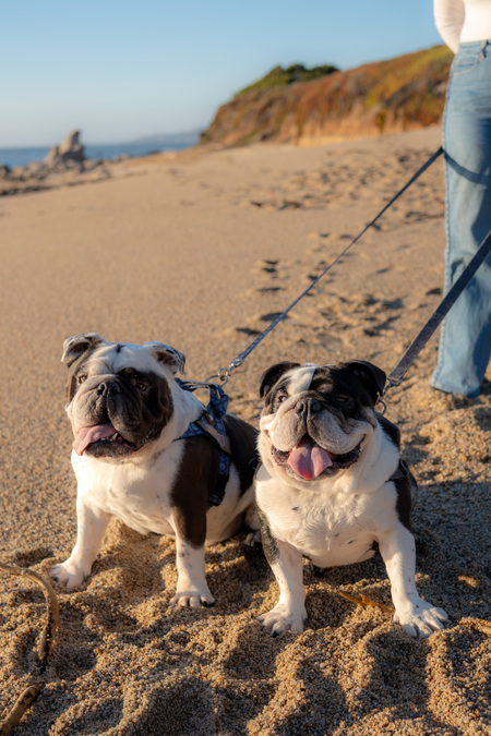 Entry image for Bruce (Left) and George (Right). Clicking this image will show a larger photo