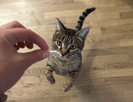 Entry image for Nacho. Clicking this image will show a larger photo