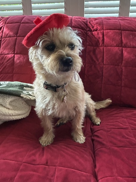 Entry image for Penny. Clicking this image will show a larger photo