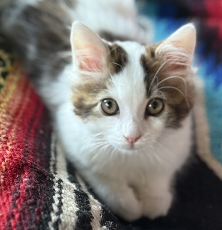 Entry image for Ziggy. Clicking this image will show a larger photo