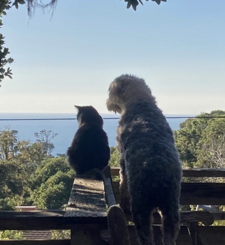 Entry image for Figgy and Winston. Clicking this image will show a larger photo