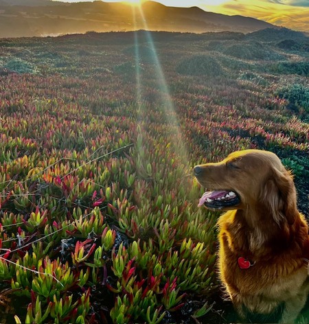Entry image for Delilah. Clicking this image will show a larger photo