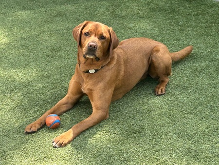Entry image for Arlo. Clicking this image will show a larger photo