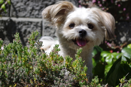 Entry image for Bella. Clicking this image will show a larger photo