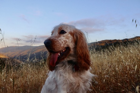 Entry image for Winston. Clicking this image will show a larger photo