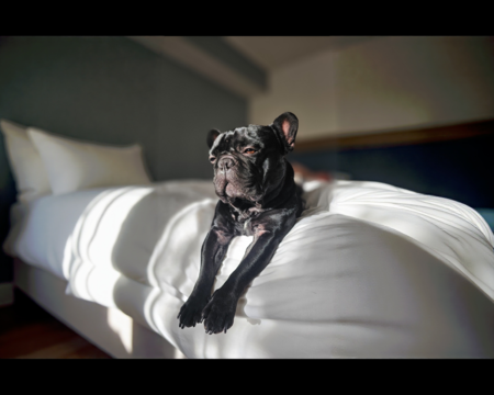 Entry image for Bruno. Clicking this image will show a larger photo