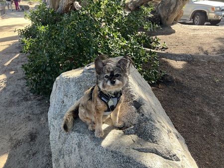Entry image for Darby. Clicking this image will show a larger photo