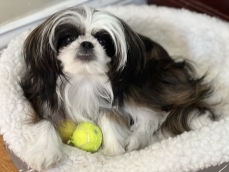 Entry image for Gertie. Clicking this image will show a larger photo