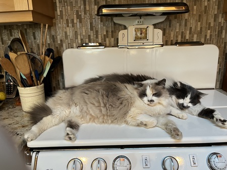 Entry image for Miss Smudge and Mr Mustache. Clicking this image will show a larger photo