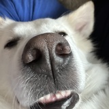 Entry image for Daisy 