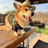 Entry image for Sammy the Tejano Corgi