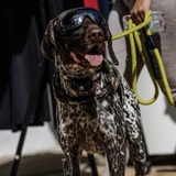 Entry image for Cooper