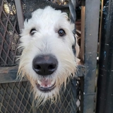 Entry image for Sage